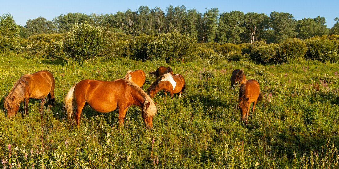 Frankreich,Somme,Tal der Somme,Sümpfe von Epagne-Epagnette,der Sumpf am frühen Morgen, während sich der Nebel auflöst,der Sumpf wird von Ponys als Öko-Weide besiedelt