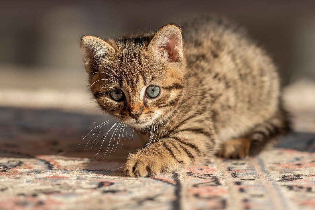 France,Somme,Marcheville,7 weeks old female kitten,on the carpet in the house