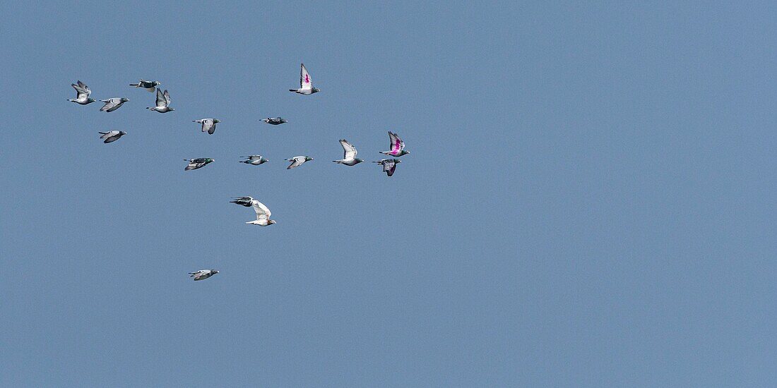 France,Somme,Baie de Somme,Le Hourdel,homing pigeons ( Columba livia) with colorful wings to be recognizable