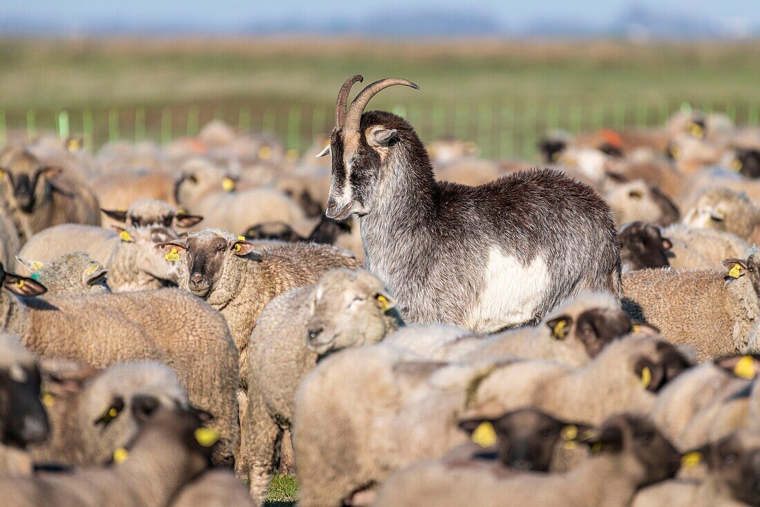 France,Somme,Baie de Somme,Le Crotoy,salt meadow sheep in the Baie de Somme in spring,at this time of year,sheep still have their wool and lambs are still small,a few goats accompany the flock to guide him in the meadows