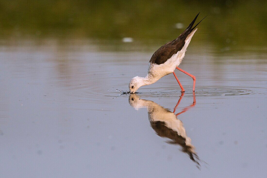 Frankreich,Somme,Somme-Bucht,Crotoy-Sumpf,Le Crotoy,Stelzenläufer (Himantopus himantopus - Schwarzflügel-Stelzenläufer)