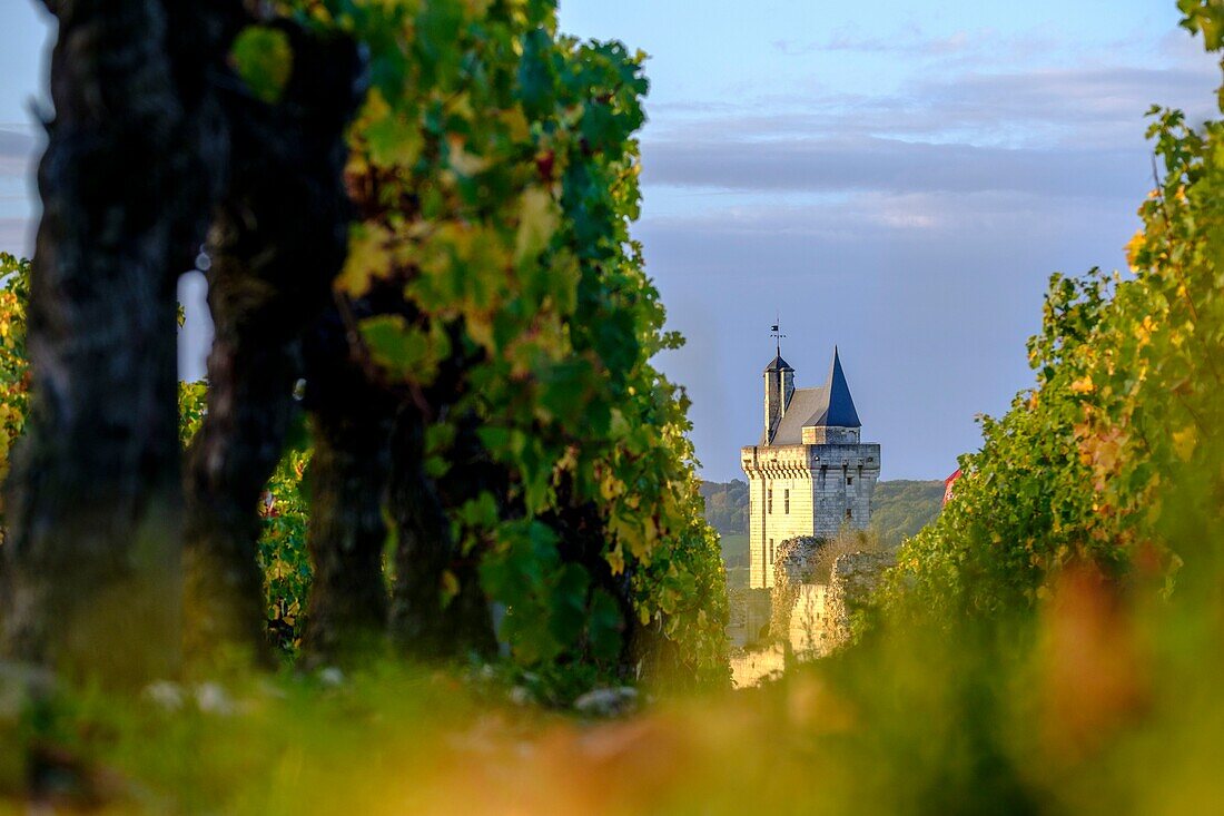 Frankreich,Indre et Loire,Loiretal als Weltkulturerbe der UNESCO,der Weinberg von Chinon und im Hintergrund das Schloss von Chinon