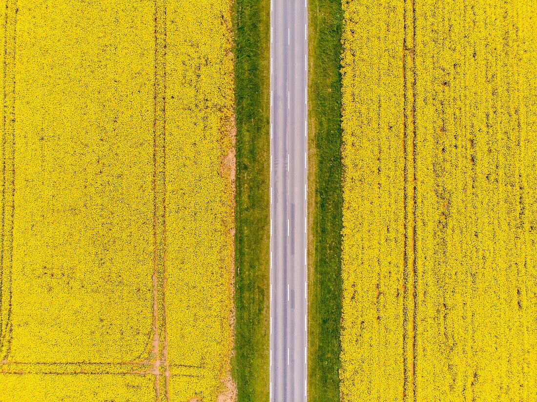 France,Yonne,rapeseed field near Cheroy (aerial view)