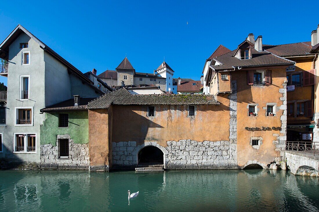 Frankreich,Haute Savoie,Annecy,Schwan auf dem Kanal von Thiou deversoir des Sees in der Nähe der Morens-Brücke und restaurierte Fassaden,in arrier Plan die Türme des Schlosses