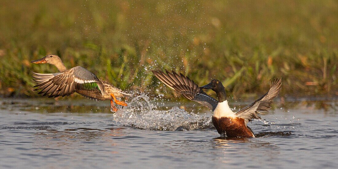 France,Somme,Baie de Somme,Le Crotoy,Northern Shoveler (Spatula clypeata) in the marsh