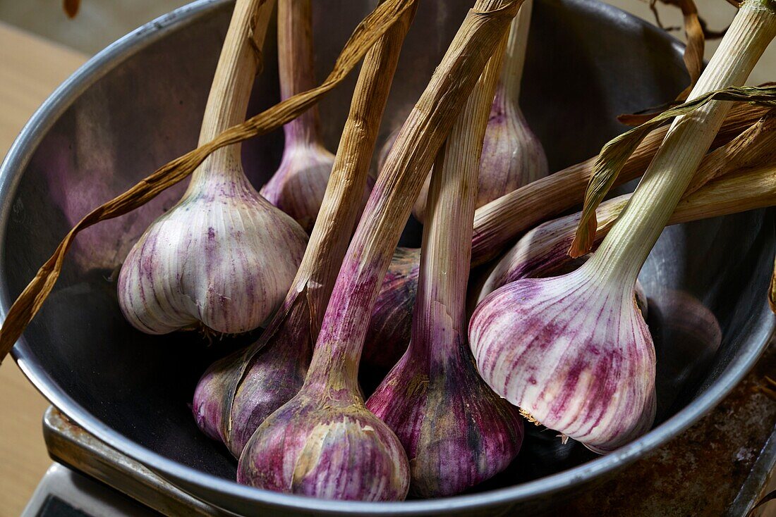 France,Tarn et Garonne,Sebastien Taupiac,producer of Ail Violet,AOC,and President of the Cadours Garlic Violet Syndicate,preparation of garlic before braiding