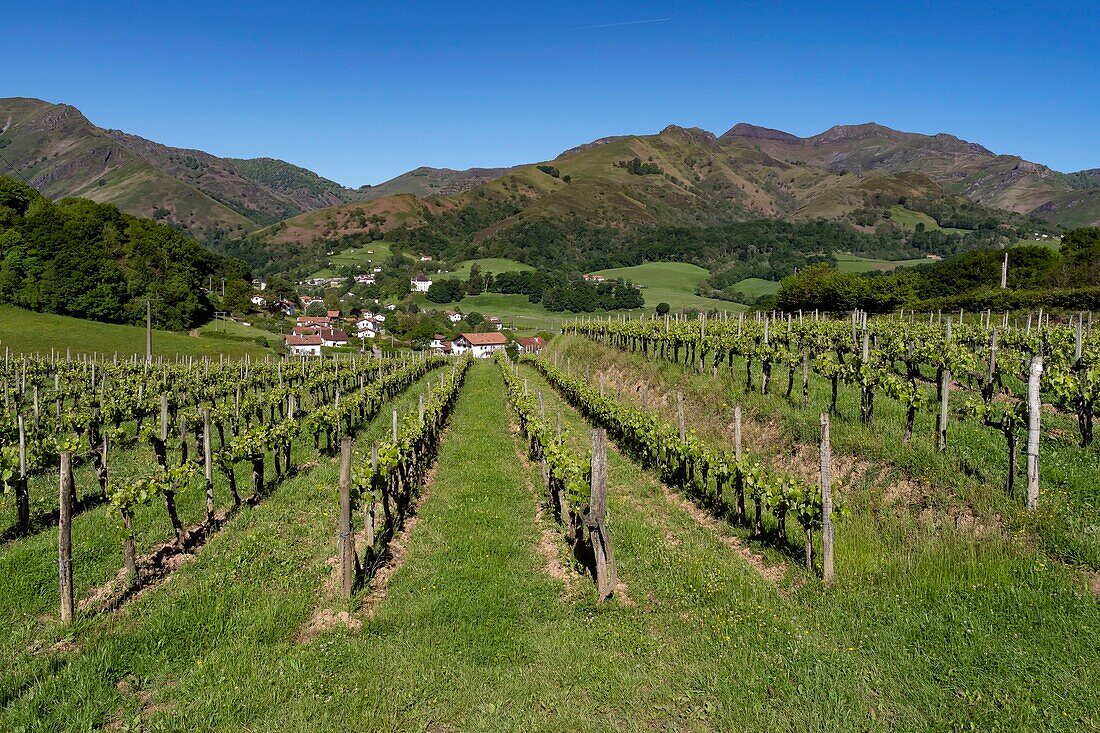 France,Pyrenees Atlantiques,Basque country,Saint Etienne de Baigorry