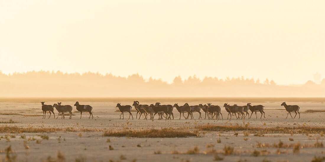 France,Somme,Bay of Somme,Natural Reserve of the Bay of Somme,Le Crotoy,Mouflons (Corsican Mouflon,Ovis orientalis musimon) having found refuge in the natural reserve in the Bay of Somme a day of hunting,the mouflons were introduced in the 1980s for hunting and eco grazing in a private area near the reserve