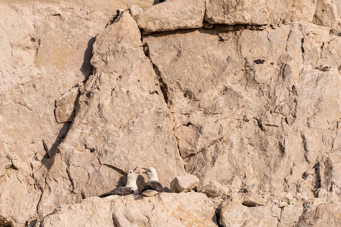 France,Somme,Ault,Northern Fulmar (Fulmarus glacialis) nesting in the Picardy cliffs at Ault