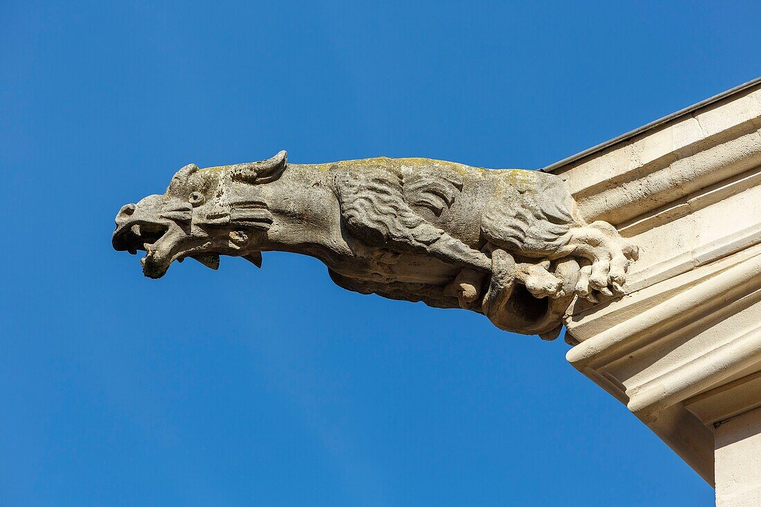France,Meurthe et Moselle,Nancy,gargoyle on the facade of the old palace of the Dukes of Lorraine today the Musee Lorrain in the old town