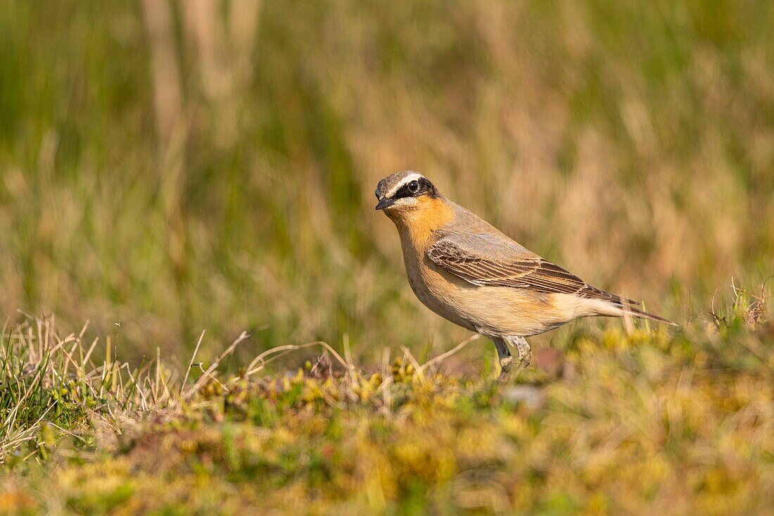 France,Somme,Baie de Somme,The Hâble d'Ault,Cayeux sur Mer,Wheatear (Oenanthe oenanthe Northern Wheatear)