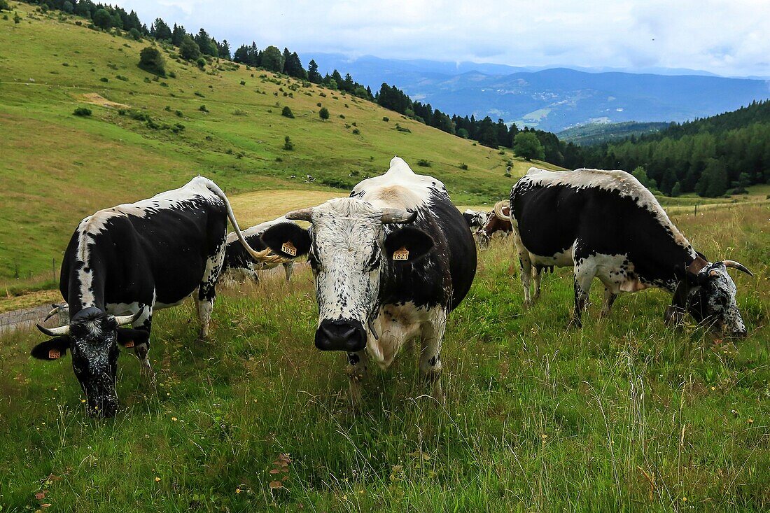 France,Haut Rhin,Wasserbourg,The cows la Vosgienne of Mr Michel Wehrey,farmer at the Buchwald Farm Inn