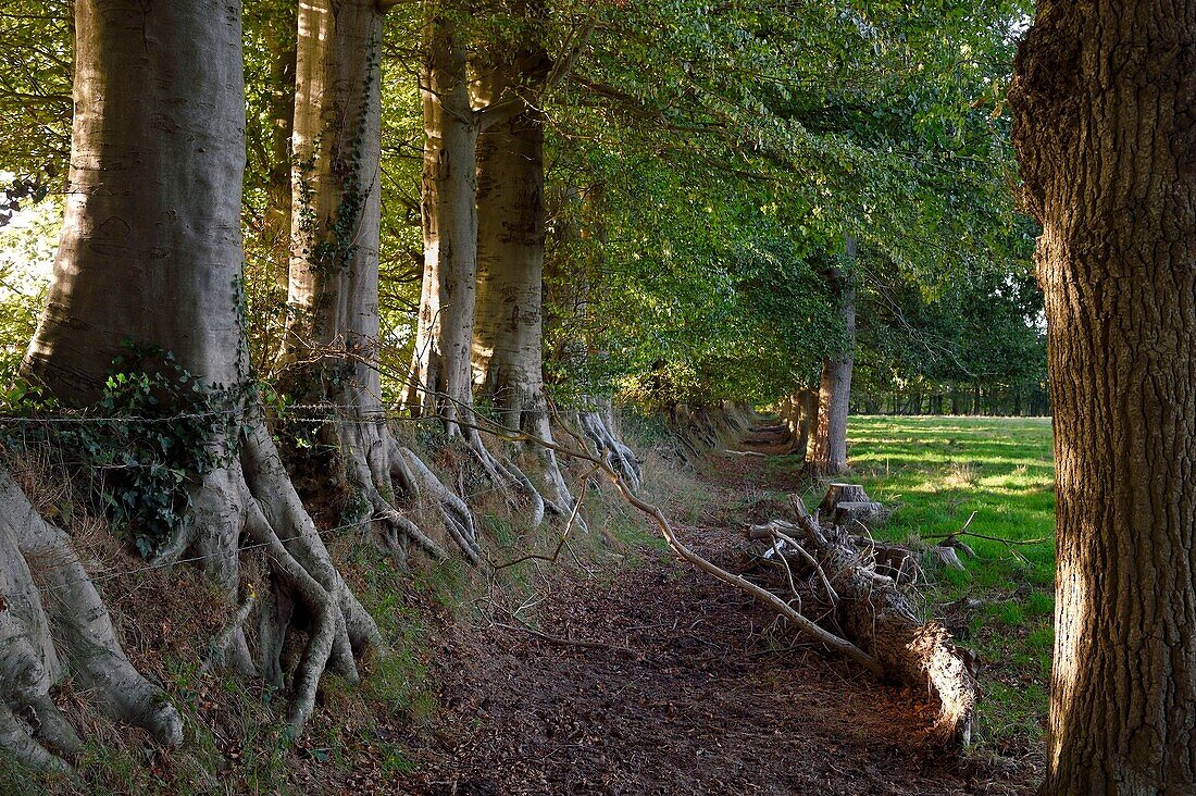 France,Seine-Maritime,Pays de Caux,Harcanville,clos masure,a typical farm of Normandy,called La Bataille,row of beeches on the left and oaks on the right that frame the moat protecting the farm land