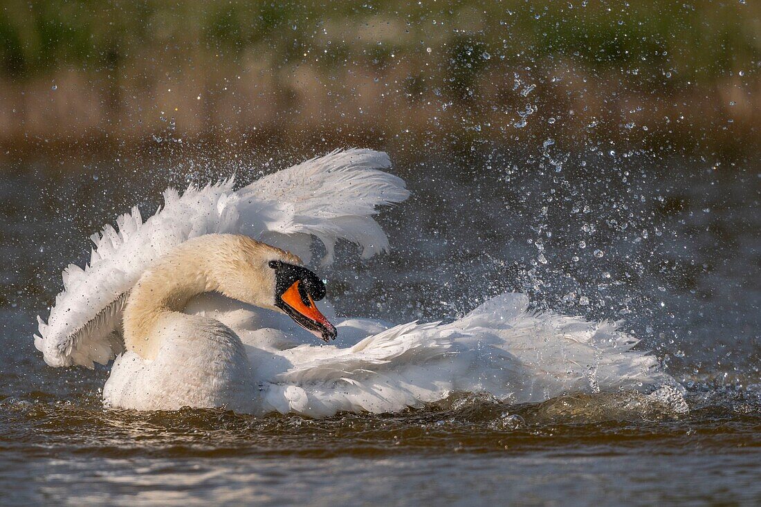 France,Somme,Baie de Somme,Baie de Somme Nature Reserve,Marquenterre Ornithological Park,Saint Quentin en Tourmont,Mute Swan (Cygnus olor Mute Swan) bath (toilet)