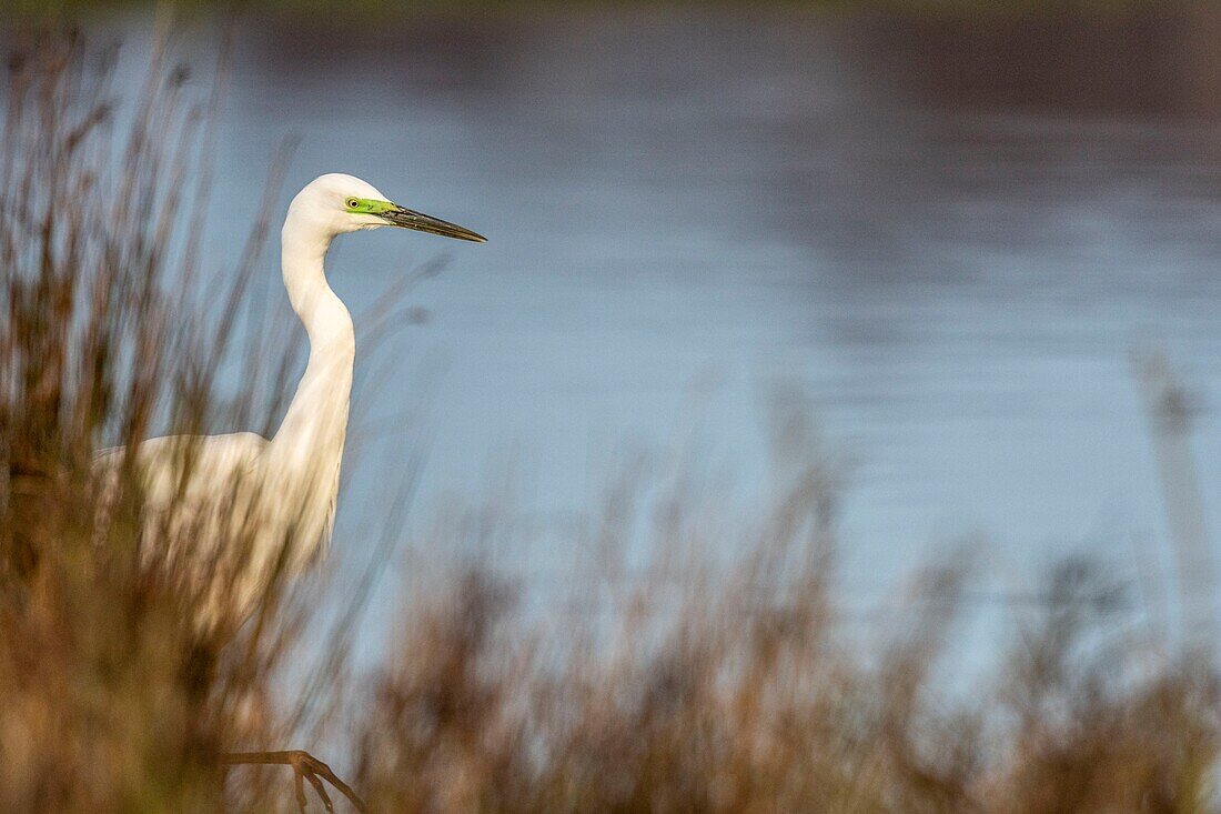 Frankreich,Somme,Baie de Somme,Le Crotoy,Crotoy Marsh,Silberreiher (Ardea alba) im Hochzeitsgefieder beim Fischen