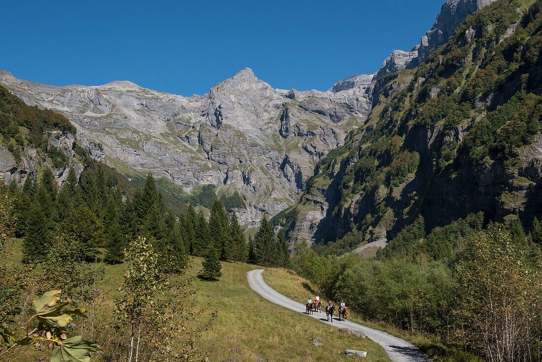 France,Haute Savoie,Sixt Fer a Cheval,equestrian trek in the Circus du Fer a Cheval towards the end of the world to the cascade of La Gouille and the head of the Ottans (2549m)