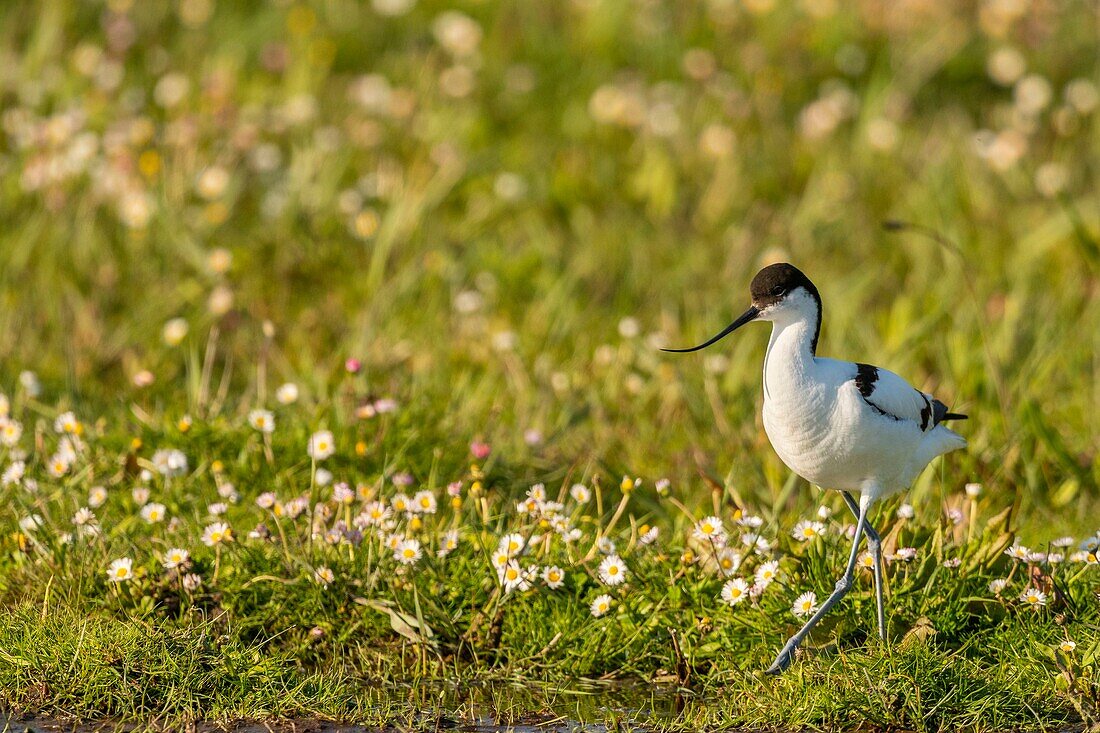 France,Somme,Baie de Somme,Nature Reserve of the Baie de Somme,Marquenterre Ornithological Park,Saint Quentin en Tourmont,Pied Avocet (Recurvirostra avosetta)