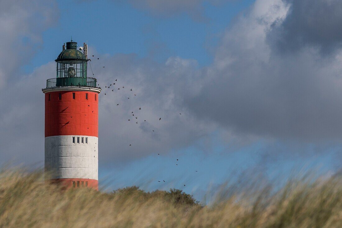 Frankreich,Pas de Calais,Berck sur Mer,Der Leuchtturm von Berck sur Mer