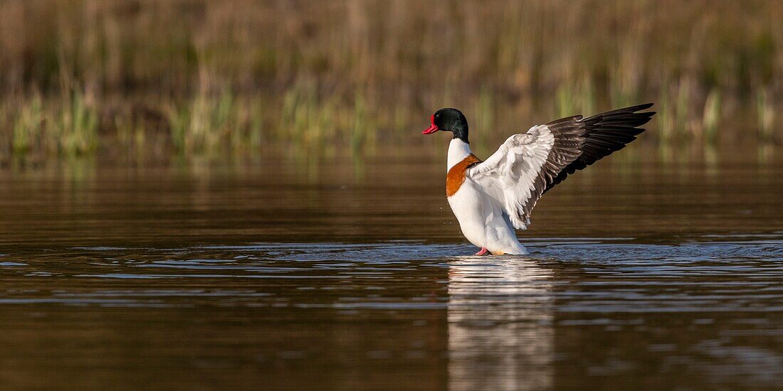 France,Somme,Baie de Somme,Baie de Somme Nature Reserve,Marquenterre Ornithological Park,Saint Quentin en Tourmont,Common Shelduck (Tadorna tadorn)