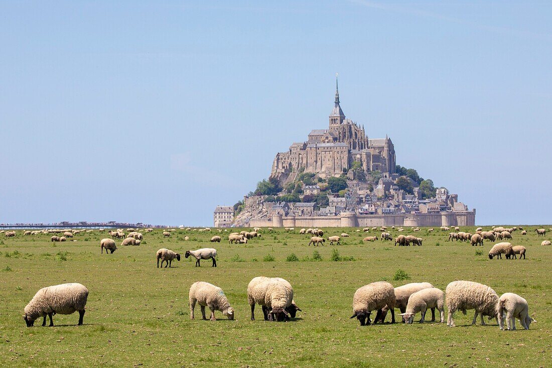 Frankreich,Manche,Bucht von Mont Saint-Michel,von der UNESCO zum Weltkulturerbe erklärt,Schafe auf Salzwiesen in der Bucht von Mont-Saint-Michel