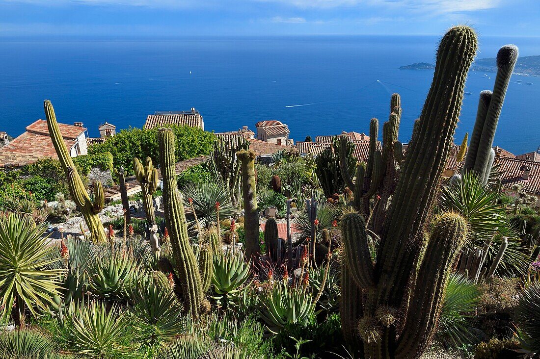 France,Alpes Maritimes,the hilltop village of Eze and its Exotic Garden