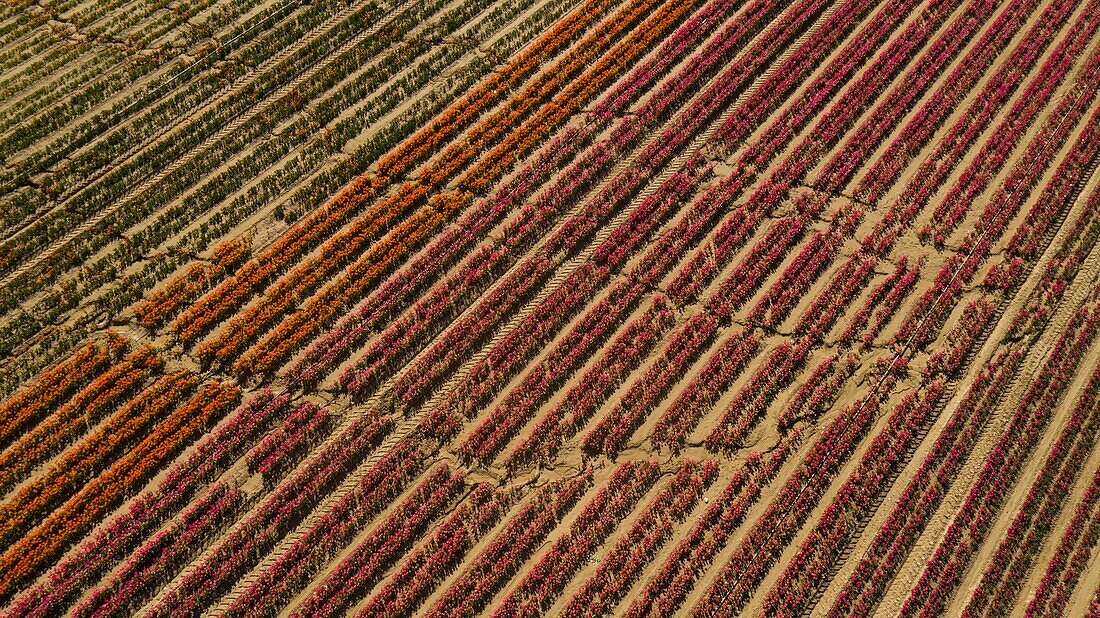 France,Alpes de Haute Provence,La Brillanne,cultivated flower fields (aerial view)
