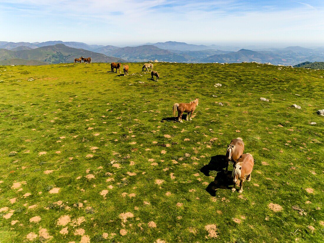 France,Pyrenees Atlantiques,Basque Country,Saint Etienne de Baigorry region,Pottocks,pony breed