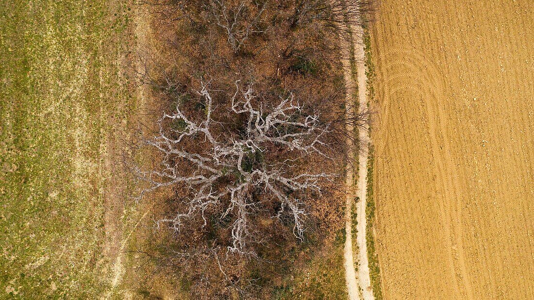 Frankreich,Vaucluse,Regionaler Naturpark des Luberon,Lourmarin,Weißeiche (Luftaufnahme)