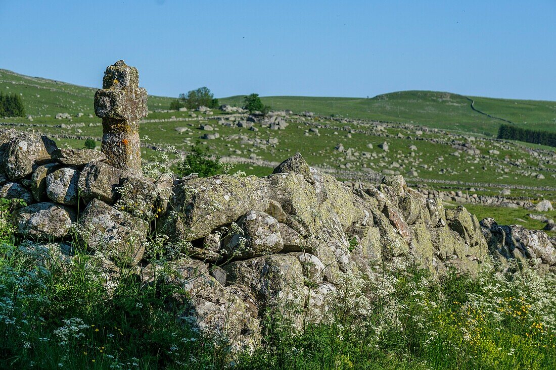 France,Lozere,Aubrac Regional Nature Park,landscape near Marchastel