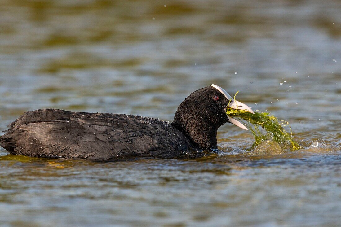 France,Somme,Bay of Somme,Natural Reserve of the Bay of Somme,Saint-Quentin-en-Tourmont,Marquenterre Ornithological Park,Coot (Fulica atra - Eurasian Coot): feeding of young brood by the adults who seek plants at the bottom of the water for their chicks or give them insects and larvae