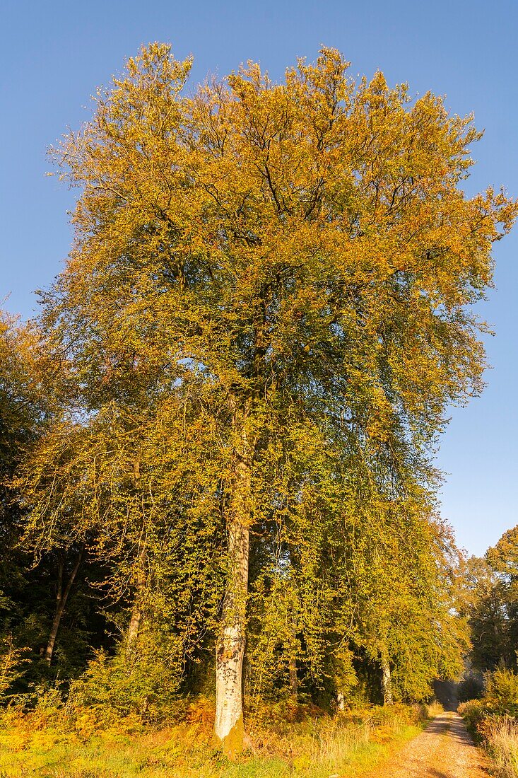 France,Somme,Crécy Forest,Crécy-en-Ponthieu,The Crécy Forest and its beeches famous for the quality of their wood (The white beech of Crécy),early autumn