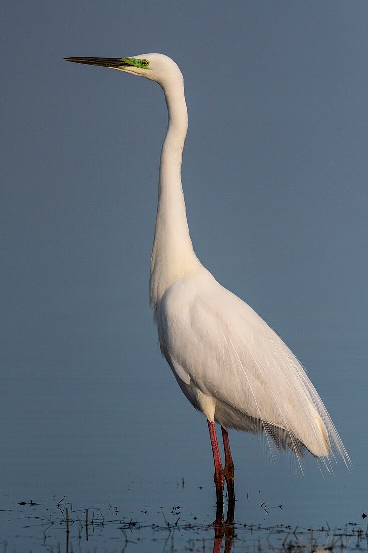 Frankreich,Somme,Baie de Somme,Le Crotoy,Crotoy-Sumpf,Silberreiher (Ardea alba) im Hochzeitsgefieder beim Fischen