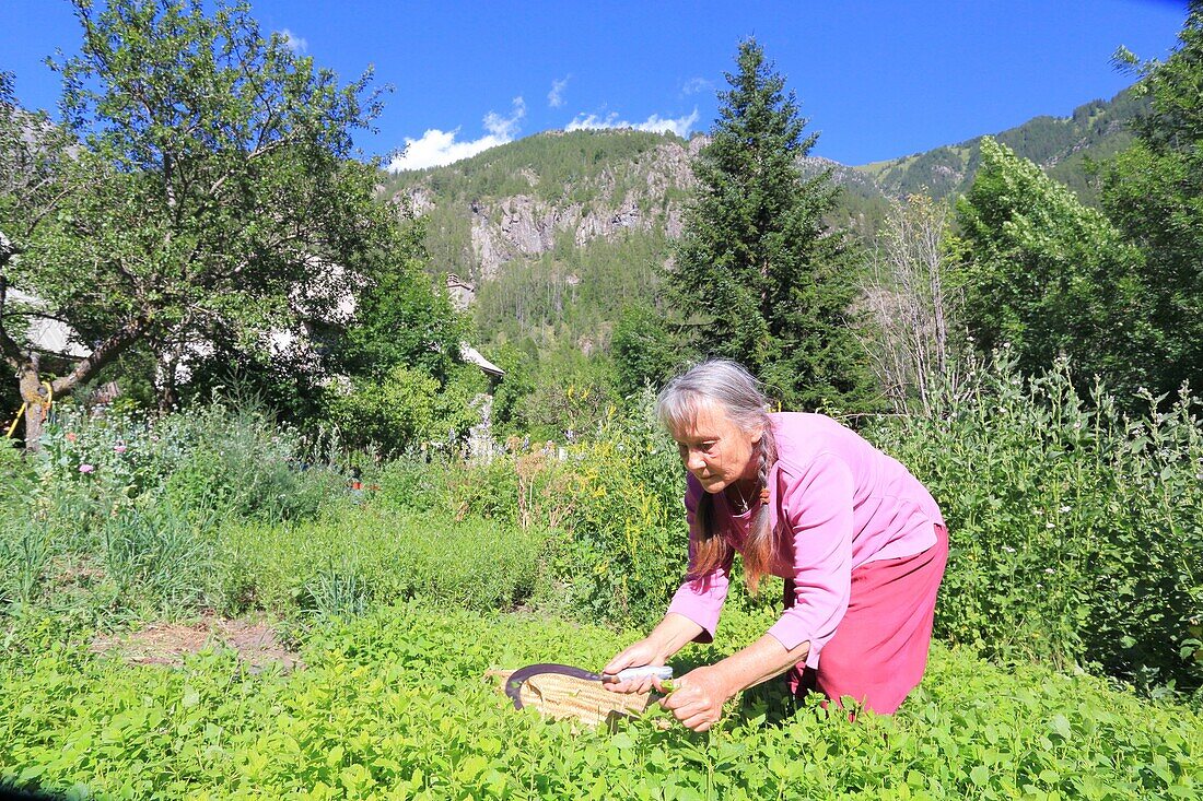 France,Hautes Alpes,Champsaur,Champoleon,Maurice Tardieu's farm,Sylvie Tardieu harvesting lemon balm from her garden for herbal teas