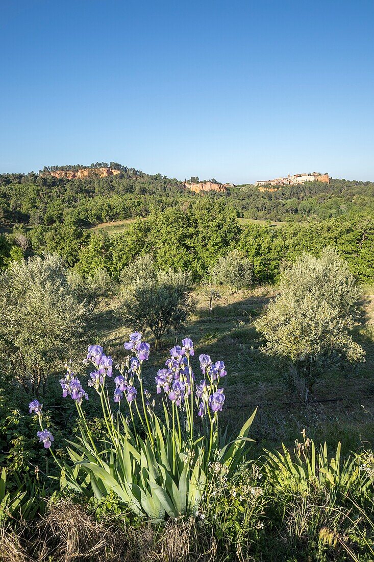 France,Vaucluse,regional natural park of Luberon,Roussillon,labeled the most beautiful villages of France,iris in bloom