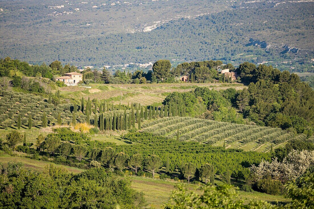 Frankreich,Vaucluse,Regionaler Naturpark Luberon,Roussillon,die schönsten Dörfer Frankreichs,Oliven- und Kirschenanbau