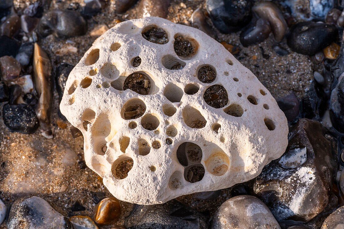 Frankreich,Somme,Ault,Loge der Pholadidae,Meeresmollusken,in einem Kalkstein am Strand