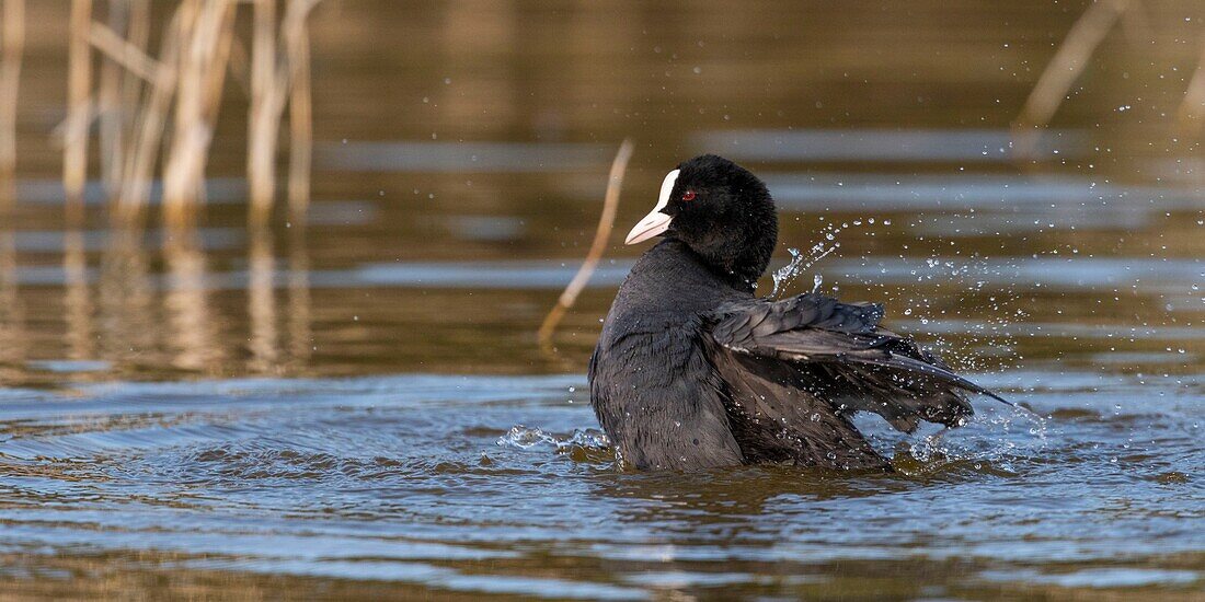 Frankreich,Somme,Baie de Somme,Naturschutzgebiet Baie de Somme,Ornithologischer Park Marquenterre,Saint Quentin en Tourmont,Blässhuhn (Fulica atra Blässhuhn) Bad (Toilette)