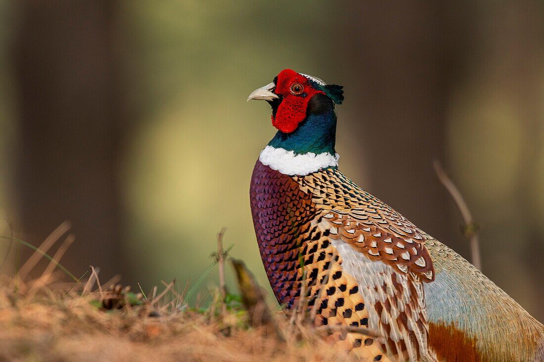 France,Somme,Baie de Somme,Baie de Somme Nature Reserve,Marquenterre Ornithological Park,Saint Quentin en Tourmont,Common Pheasant (Phasianus colchicus)