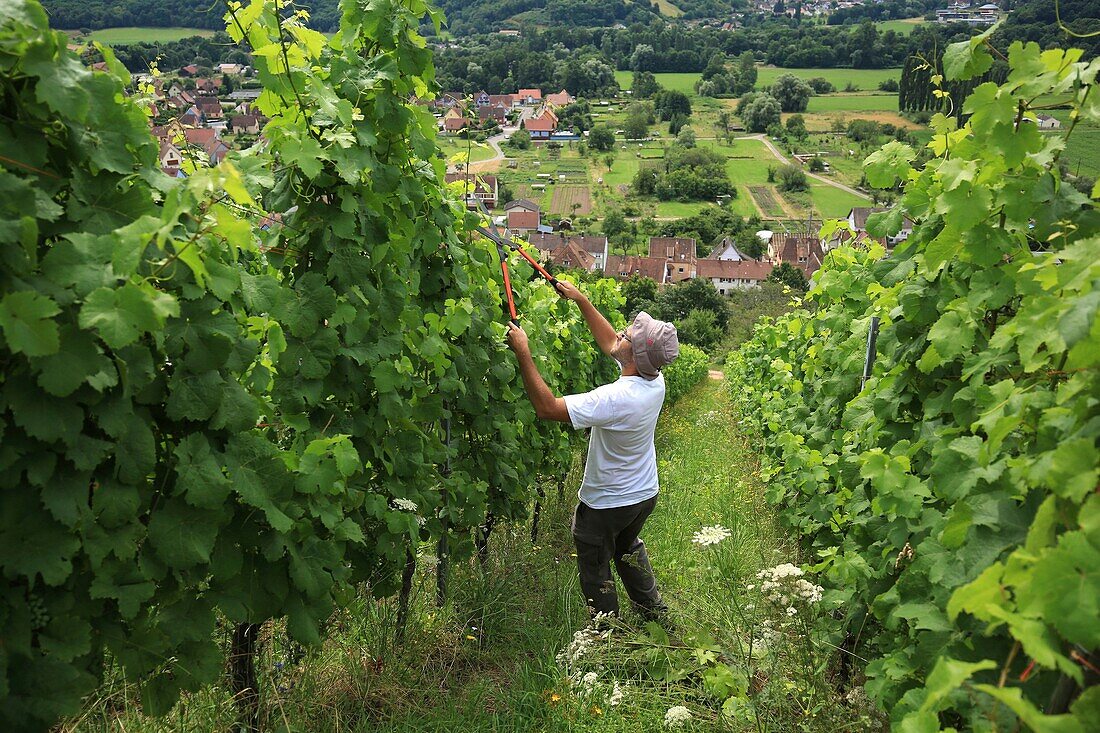 France,Haut Rhin,The valley of Munster,In the vineyards on the heights of Wihr in Val