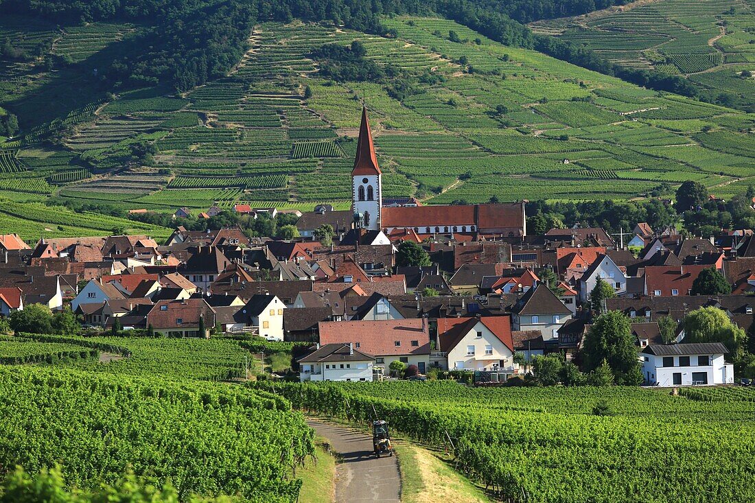 France,Haut Rhin,Route des Vins d'Alsace,Ammerschwihr,general view of the vineyards and the village