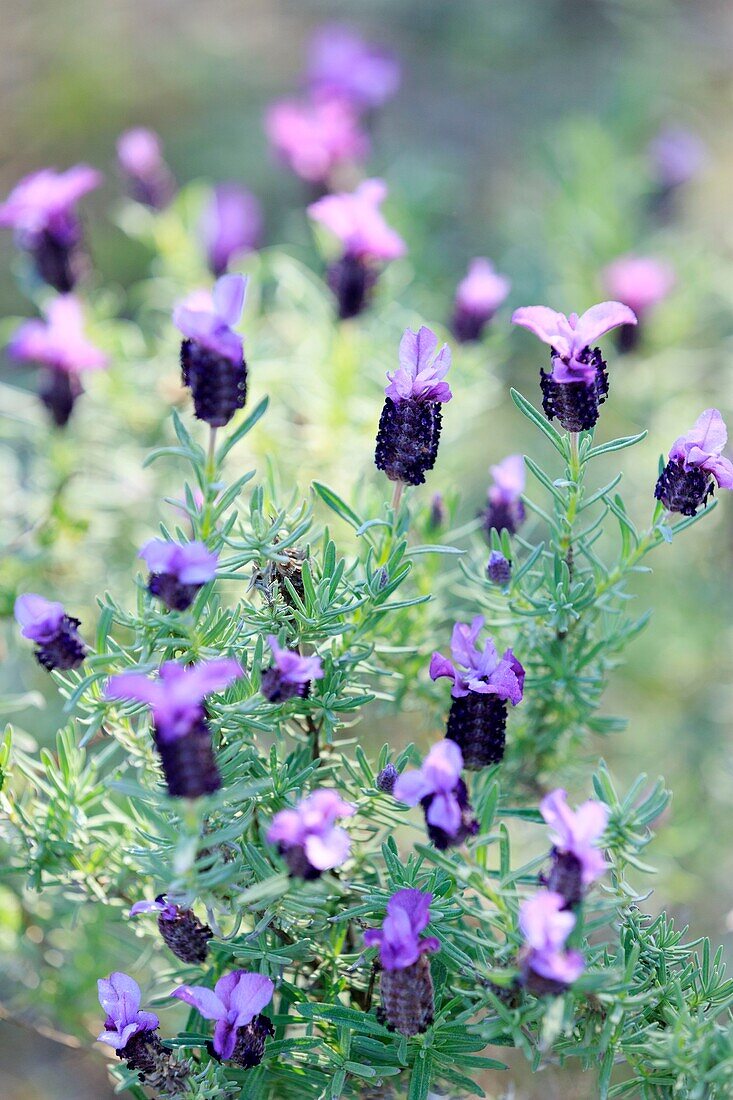 France,Corse du Sud,Porto Vecchio,butterfly lavender (lavandula stoechas)