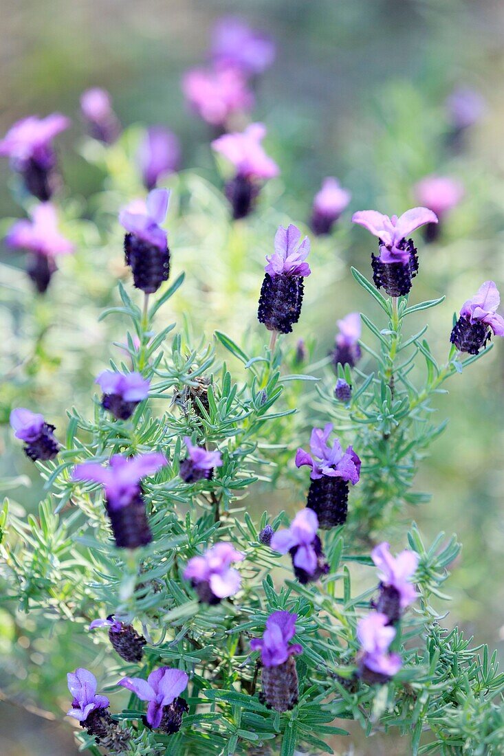 Frankreich,Corse du Sud,Porto Vecchio,Schmetterlingsflieder (lavandula stoechas)