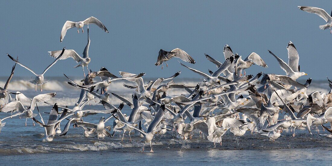 France,Somme,Picardy Coast,Quend-Plage,flight of Herring Gulls (Larus argentatus - European Herring Gull) on the beach