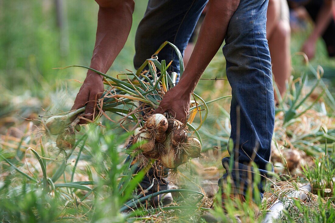 France,Gard,Sumene,hamlet of Sanissas,establishment Fesquet,producer of Cevennes onions,labeled AOP and AOC,manual harvest