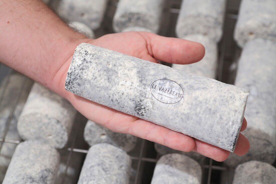 France,Indre et Loire,Loire Valley listed as World Heritage by UNESCO,La Roche Clermault,cheese dairy Le Vazereau,ripening Sainte Maure de Touraine cheese (PDO) with raw goat milk