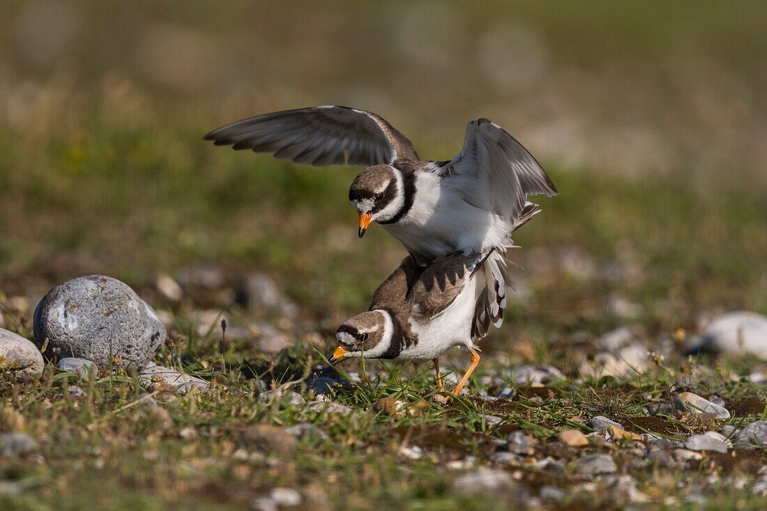 France,Somme,Bay of the Somme,Cayeux-sur-mer,The Hâble d'Ault,Great Plover (Charadrius hiaticula) mating in the spring