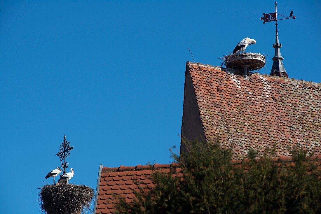 France,Haut Rhin,Eguisheim,labelled Les Plus Beaux Villages de France (The Most beautiful Villages of France),stork at nest