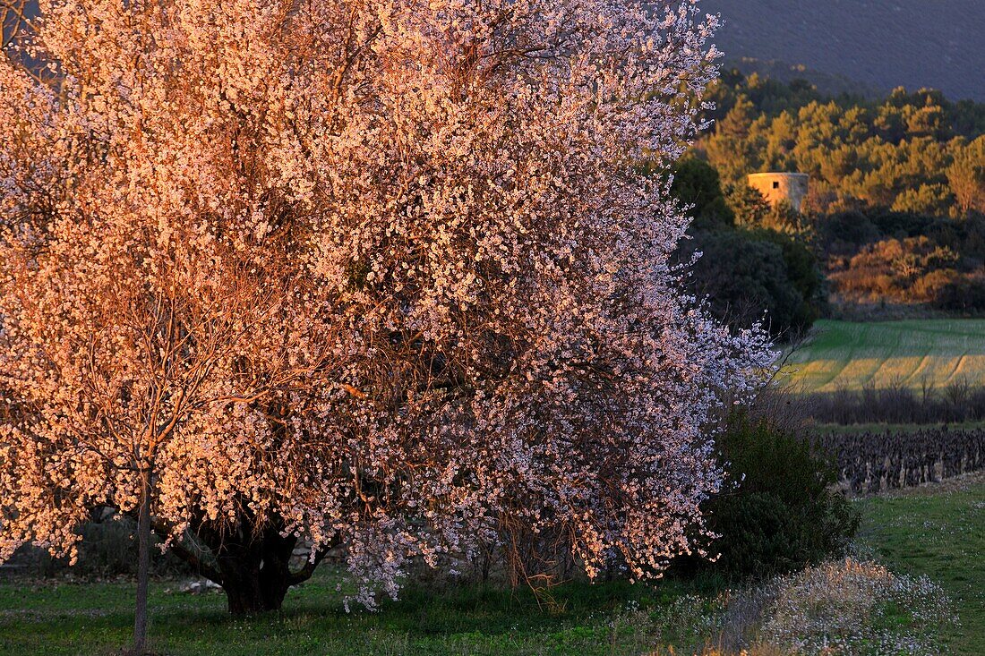 France,Vaucluse,Luberon Regional Natural Park,Lourmarin,Most Beautiful Villages of France,almond blossom