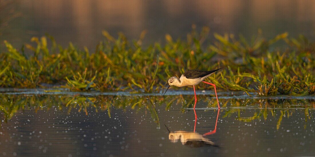 France,Somme,Baie de Somme,Natural Reserve of the Baie de Somme,Le Crotoy,White Stilt (Himantopus himantopus Black winged Stilt)