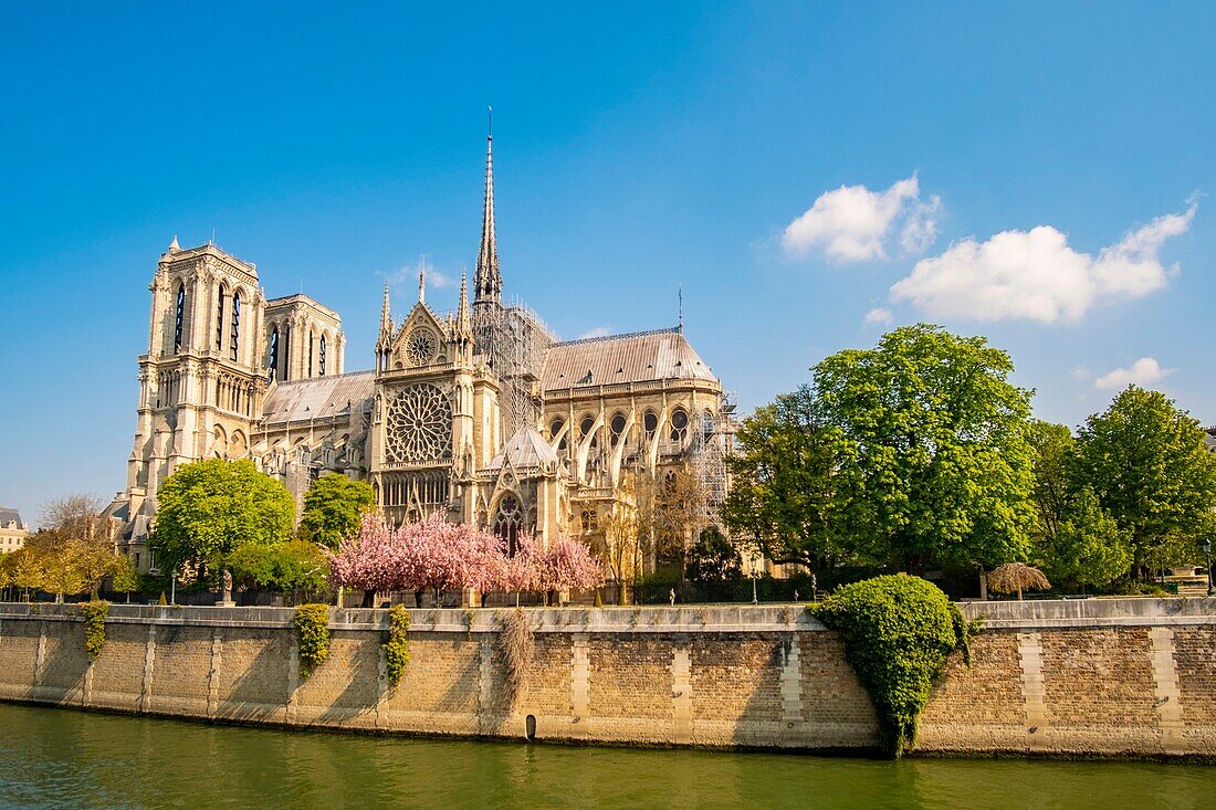 France,Paris,area listed as World heritage by UNESCO,Ile de la Cite,Notre Dame Cathedral in spring